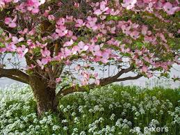 Kousa slowly grows into a lovely, small deciduous tree. Pink Blooms Adorn A Dogwood Tree In Spring Sticker Pixers We Live To Change