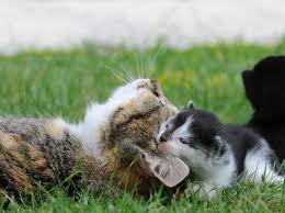 Dürfen katzen in mietwohnungen verboten werden und was sagt die rechtsprechung dazu? Katzenbabys Das Richtige Alter Fur Die Abgabe