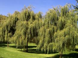 Image result for Salix babylonica