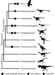 Or two, if you are a paleontologist or a dinosa. Phylogeny Of Maniraptora And Related Theropoda Dinosaurs Modified From Download Scientific Diagram