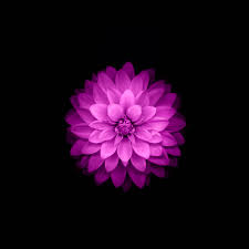 These h5 wallpaper photos are perfect for you to use on your android or iphone smartphones. Ac98 Wallpaper Apple Red Lotus Iphone6 Plus Ios8 Flower Wallpaper