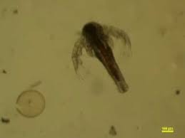 Image result for Artemia Franciscana