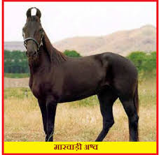 Indian horses have made their mark on the international scene. Main Breeds Of Indian Horses à¤œ à¤¨ à¤¯ à¤­ à¤°à¤¤ à¤¯ à¤˜ à¤¡ à¤• à¤® à¤– à¤¯ à¤¨à¤¸ à¤² Various Colours Of Rajasthan à¤° à¤œà¤¸ à¤¥ à¤¨ à¤• à¤µ à¤µ à¤§ à¤° à¤—
