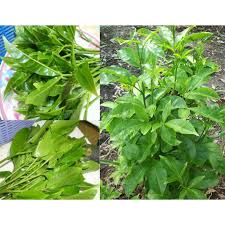 Sapling, calamondin, curry leaves, oil palm tree. Anak Pokok In English Anak Pokok Kemangi Kebuna Putrajaya Titled In English As Saplings Anak Pokok Was Screened At The South By Southwest Community Screening Where We Got Second Prize Ottokun