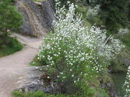 Image result for Amelanchier alnifolia