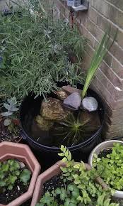 Remove the plant from its pot and look at the root system. 76 Best Container Ponds Ponds In A Pot Ideas Container Pond Water Garden Container Water Gardens