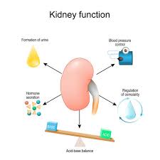 Image result for Renal Function