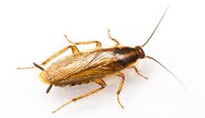 That alone should send shivers down your take this for free; How To Get Rid Of German Cockroaches German Roach Infestation