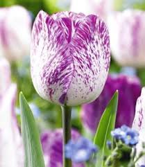 Shop online on floristique and enjoy islandwide delivery in singapore. The Lansing Plan Hardcover In 2021 Tulips Flowers Pretty Flowers Amazing Flowers