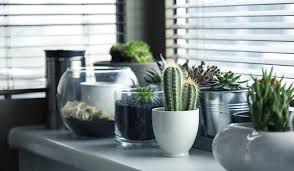 They are so cheerful colors, it's nice to see them … if you ever see them. How To Care For A Cactus Desert Plants