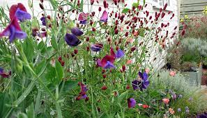 Sweet Peas Sanguisorba Red Thunder Sweet Pea Prairie Garden Plants