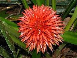 Check spelling or type a new query. Bromeliad Flower Blossom Bloom Nature Plant Jungle Tropics Tropical Rainforest Costa Rica Pikist