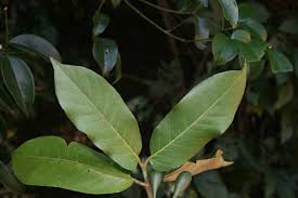 Image result for Oxyanthus latifolius