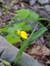Image result for Crotalaria subtilis