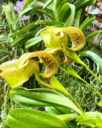 Image result for Bulbophyllum cochleatum