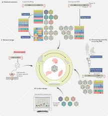 Image result for Gold 1997 AAV