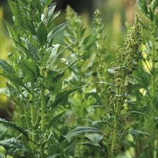 Spinach seed doesn't store well, so buy fresh seeds every year. Saving Spinach Seeds Mother Earth News