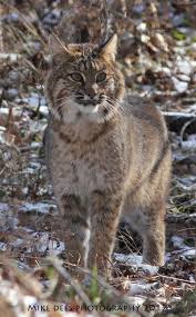 Bob Cat In Cades Cove In The Great Smoky Mountains Cats Animals Beautiful Animals Wild