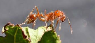 For instance, you can combine corneal with vinegar or lemon acid for nice performance without any serious risks to creatures larger than an ant. How To Get Rid Of Ants In The Home Garden Pestkilled