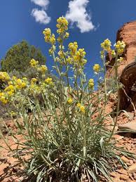 Drought resistant/drought tolerant plant (xeric). Wildflowers Capitol Reef National Park U S National Park Service