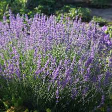Image result for Lavandula angustifolia Vera