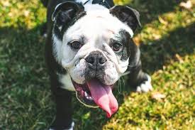 They let you set up a profile for each of your pets, with pictures and medical information. How To Get Dog Microchipping For Free In The Uk 2021 Pets That Travel