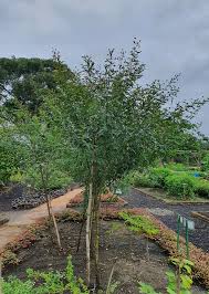 Image result for Cajanus