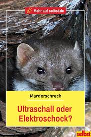 Marderschreck Selbst De Marder Marder Vertreiben Elektroschock