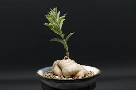 Image result for Raphionacme madiensis