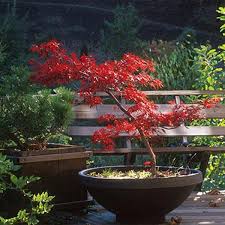 Bonsai take the same amount of time to mature as normal trees. Lace Leaf Maples Essence Of The Tree