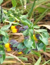 Cresce come quasi tutti i fiori spontanei ai bordi delle strade o sui prati, oppure, se volete, si può acquistare in semi. Fiori E Foglie