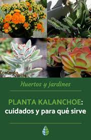 Planta Kalanchoe Cuidados Y Para Que Sirve Guia Y Video Cuidado De Plantas Plantas Plantas Suculentas