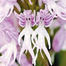 Dracula Simia Monkey Face Orchid Flower ...