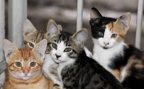 Show me your claws,assemblywoman linda rosenthal said earlier this summer. New Study Confirming Previous Studies Regarding Declawed Cats