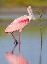 beautiful pink colored birds pink bird pink birds pink colored birds beatiful birds animal with pink beautiful animals am pink bird beautiful birds bird