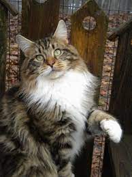 Pin On Cat