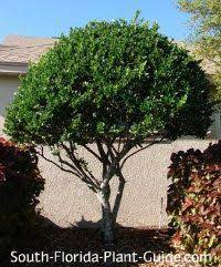 There are many trees widely available for smaller gardens, in all shapes and sizes, evergreen and deciduous. Ligustrum Tree Florida Gardening Small Ornamental Trees Backyard Plants