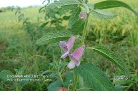 Image result for Sesamum radiatum