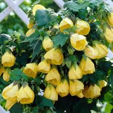 Image result for Abutilon angulatum
