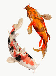 Aesthetic Black And White Koi Fish Wallpaper Two Japanese Koi Fish Swimming Transparent Png Premium Image By Rawpixel Com Techi In 2020 Japanese Koi Koi Fish Koi