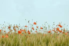 Service Areas — New Hope Psychotherapy with Genesis Urena