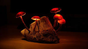 Enchanted Forest Mushroom Lights Mushroom Lights Stuffed Mushrooms Glowing Mushrooms