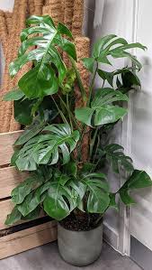Image result for Monstera