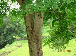 Image result for Albizia procera
