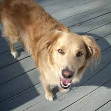 A golden retriever is a very versatile dog. Renny S Amber Eyes Golden Retriever Dog Forums