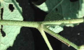 Image result for Pavonia senegalensis