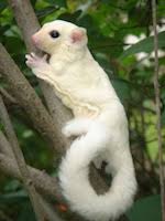 Leucistic Sugar Glider