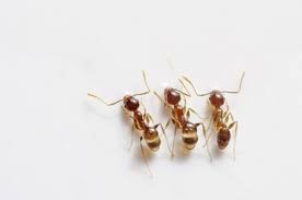 Maintain the rental property which includes keeping it clean and taking action to control pests (like. Texas Bed Bug Laws Property Code Landlord Responsibility