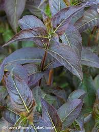 Image result for Stolzia williamsonii