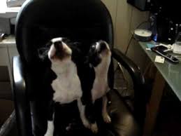 Happy birthday boston terrier dog boston terrier love boston terrier. Boston Terriers Sing Along Youtube